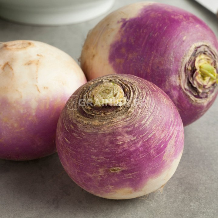 Navet Purple Top Milan, Brassica napus Purple Top Milan image